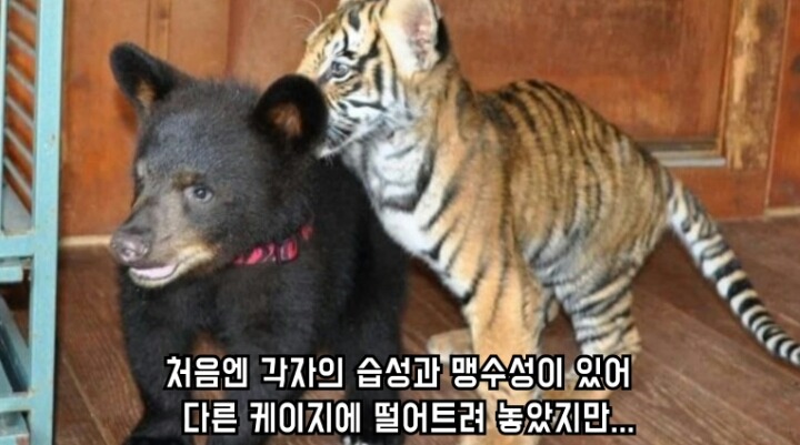 곰 사자 호랑이의 우정 | 인스티즈