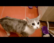 밥 주는 집사 물에 빠졌다고 구하려는 냥이.gif | 인스티즈