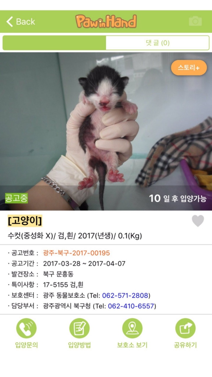 아기길냥이 구조를 함부로 하면 안되는 이유 | 인스티즈