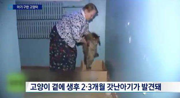 사람보다 나은 애기를 품은 고양이 | 인스티즈