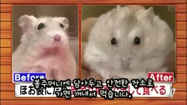 일본의 흔한 햄스터 레스토랑 (아파트 뿌심 주의) | 인스티즈