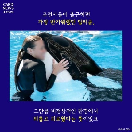 범고래가 사람을 죽인 이유 | 인스티즈