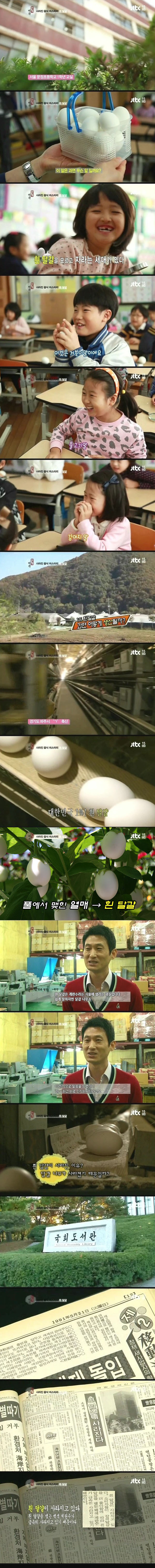 흰 달걀이 사라지는 이유 | 인스티즈
