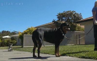 보드타는 냥이.gif | 인스티즈