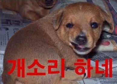 염색방장 이미지