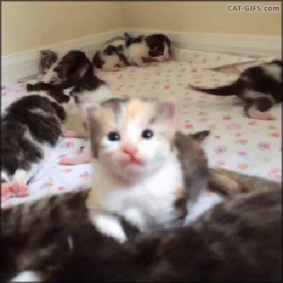 아기냥이들.gif | 인스티즈