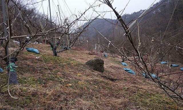 선희 이미지