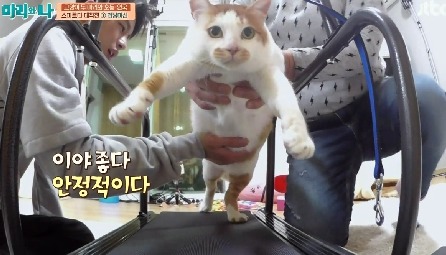 [마리와나] 뚱보냥 호동이 다이어트 시키기 (feat.먼지) | 인스티즈