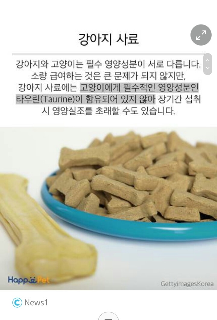 위험해요! 고양이가 먹으면 안 되는 음식들 | 인스티즈