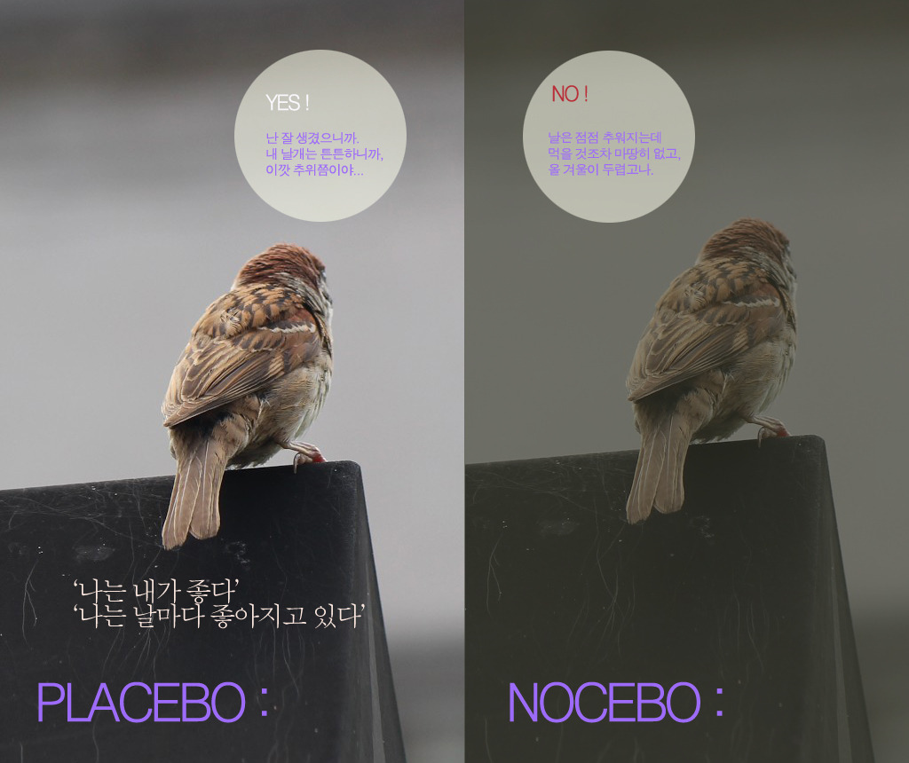 플라시보 이미지