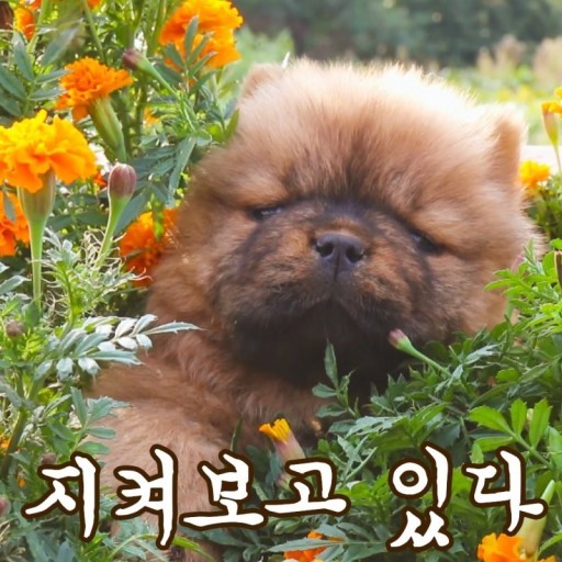 보고 이미지