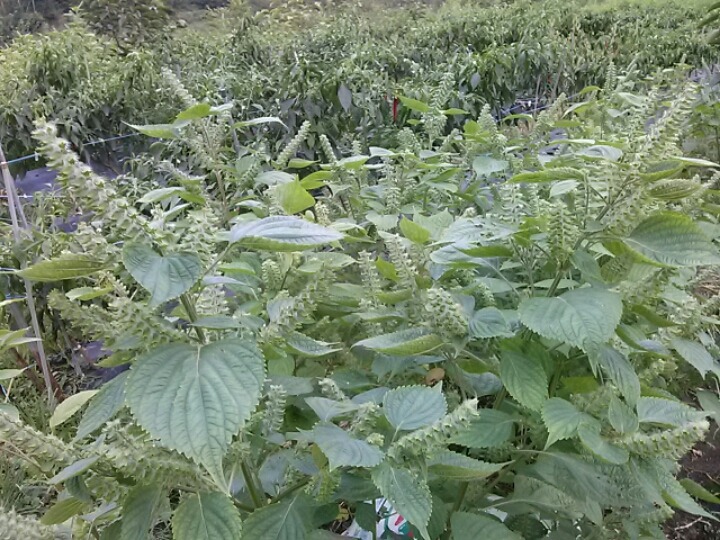 보람농산 이미지