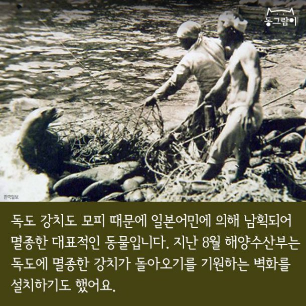 일제 강점기 멸종된 한반도의 동물들 | 인스티즈