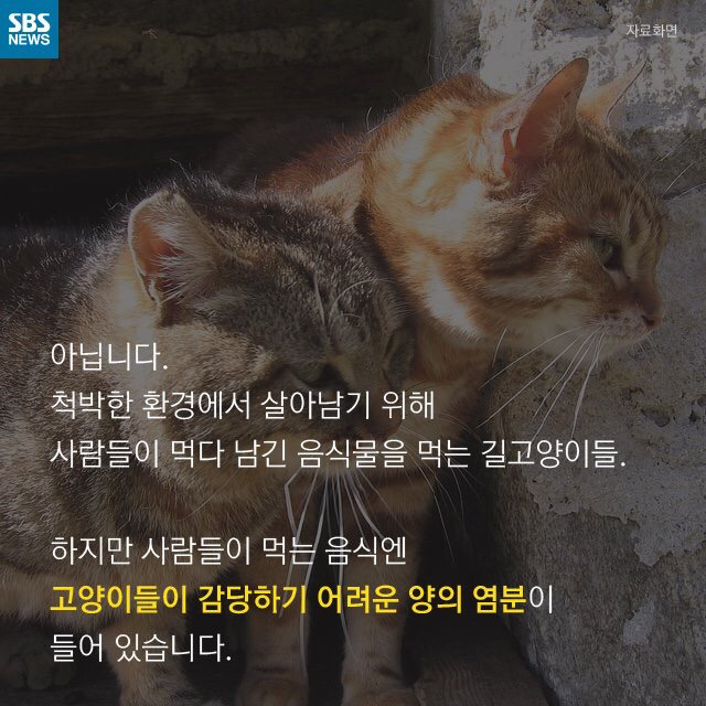 길고양이가 뚱뚱한 이유 | 인스티즈