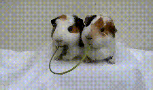 키스타임.gif | 인스티즈
