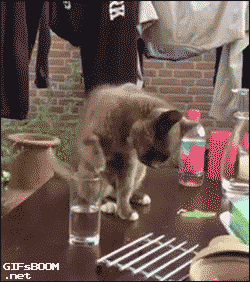 물마시는 냥이.gif | 인스티즈