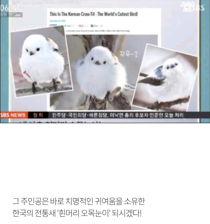외국 뒤집은 한국 조류 | 인스티즈