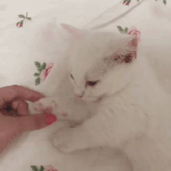집사 손잡고 자는 냥이.gif | 인스티즈