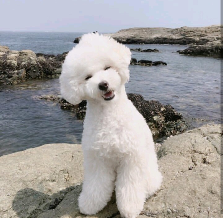 슬리피가 키우는 반려견 퓨리.jpg | 인스티즈