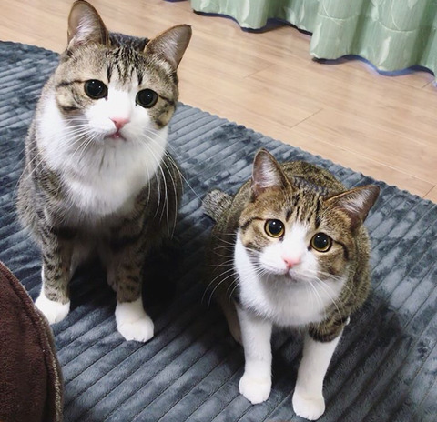 이름이 참새(すずめ)라는 사랑스런 고양이 | 인스티즈