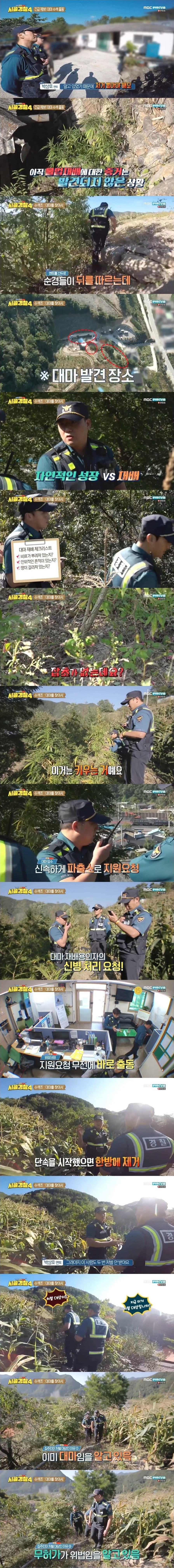 엄청난 규모의 대마 불법재배 현장을 수색하는 시골경찰 | 인스티즈