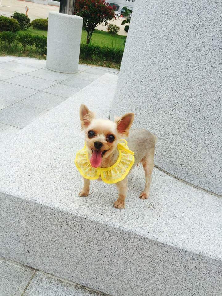 누군가 집에 침입해 강아지를 죽이고 감 (혐오주의) | 인스티즈
