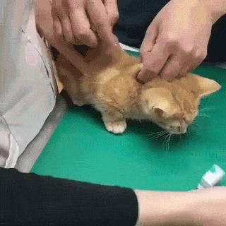 고양이에게 주사놓기 | 인스티즈