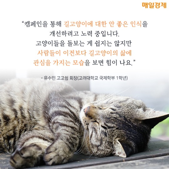캠퍼스 고양이의 따뜻한 겨울나기 | 인스티즈