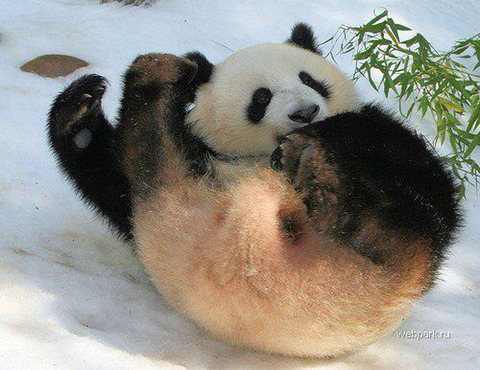팬더 🐼 굴러다니는 게시물 | 인스티즈