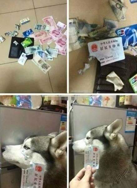 개들은 자기가 잘못한걸 안다 | 인스티즈
