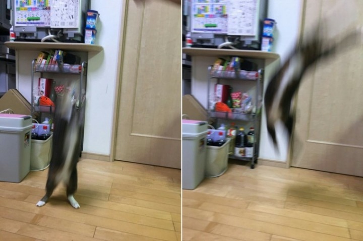 망한 고양이 사진대회.JPG | 인스티즈