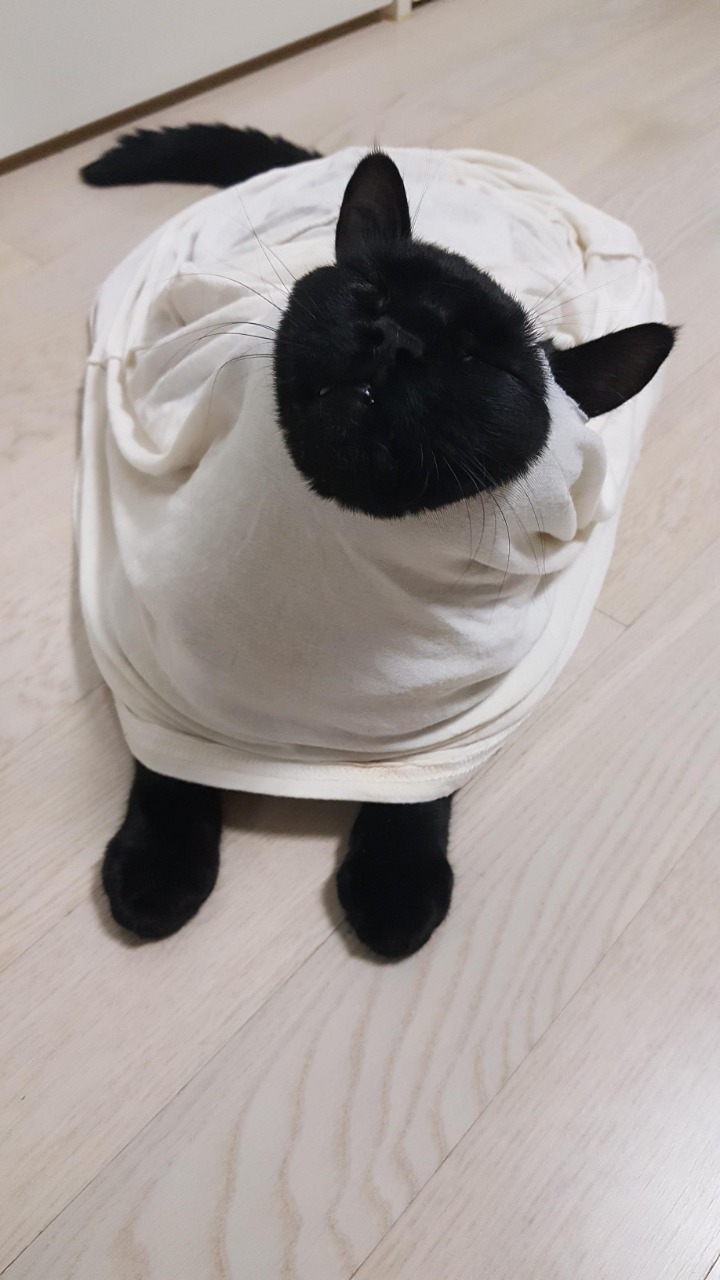 디씨에서 귀여움만으로 힛갤간 고양이 | 인스티즈
