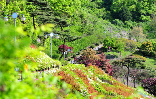 숲쟁이 이미지