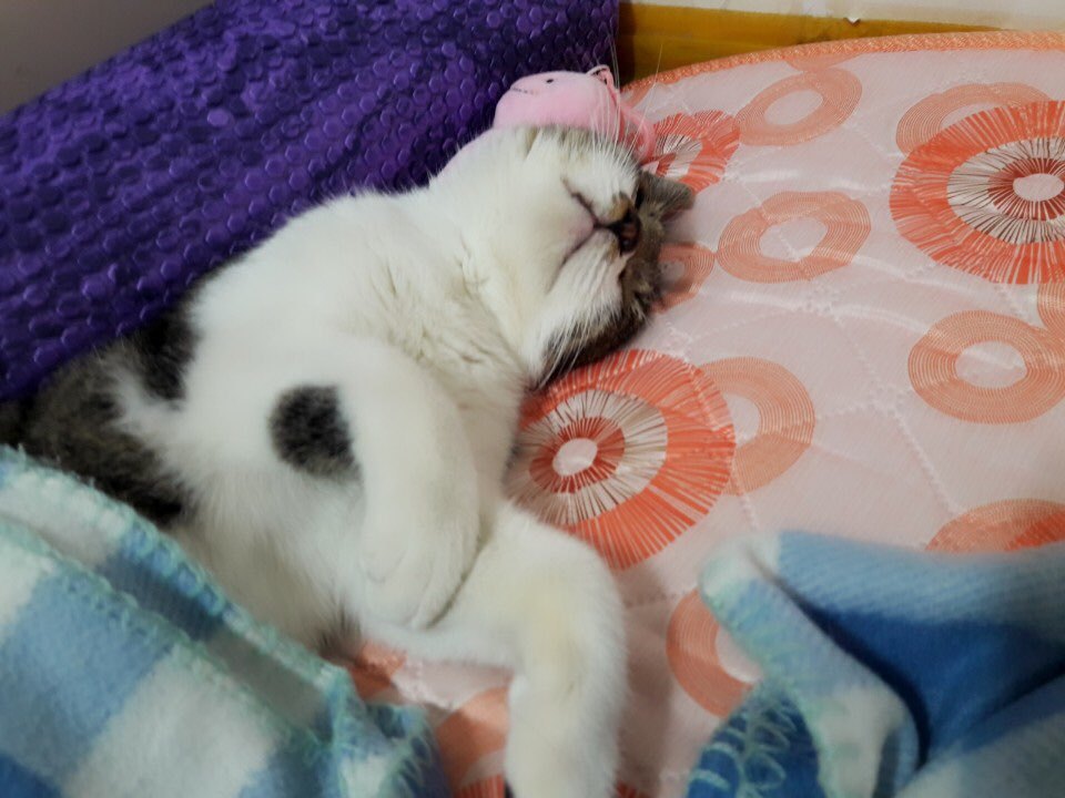 박스안에서 버려진채 떨고있던 고양이 쿠키의 평생을 함께 할수있는 따뜻한가족을 찾습니다! | 인스티즈
