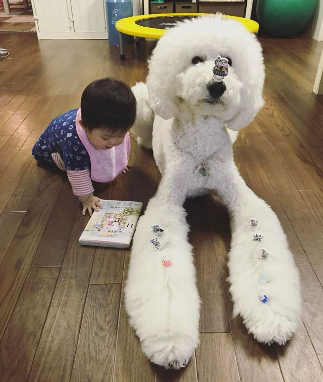 엄청 똑똑한데 자기가 하기 싫고 귀찮은 일은 절대 안하는 견종 甲. jpg | 인스티즈