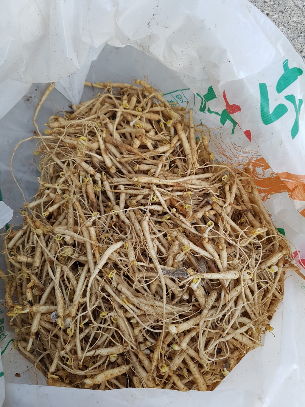 산삼하우스 이미지