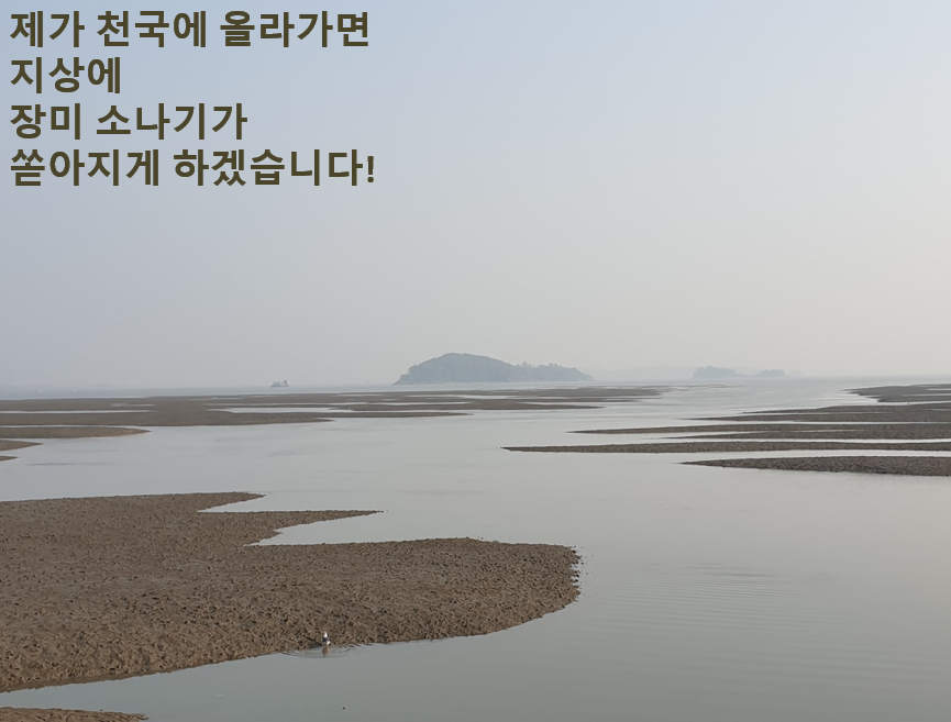 장미천국 이미지