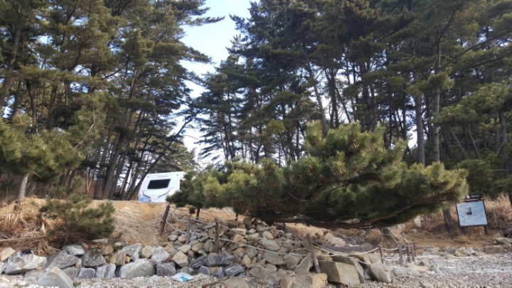 솔향기바다 이미지