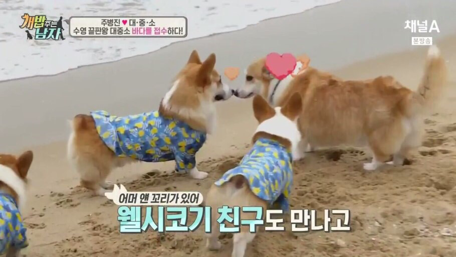 헉헉 이 엉덩이 누구꺼야 (feat. 웰시코기 엉덩이의 비밀) | 인스티즈