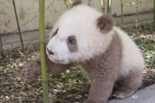 털 색깔 때문에 무리에서 왕따 당한다는 갈색 판다.jpg | 인스티즈