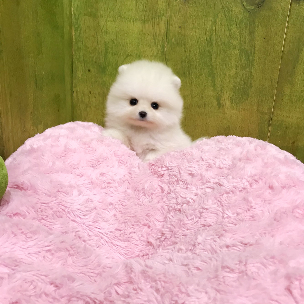 솜사탕 이미지