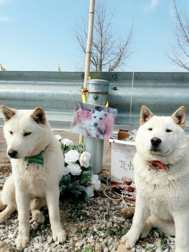 혹시 창녕 매실이 사건알아?부탁이야 우리 백구도 누가데려가버렸어. 나 우리 백구도 이렇게 잃으면 죽어버릴거야. 혹시 우리백구 본사람 임보라도 해줘 부탁 | 인스티즈