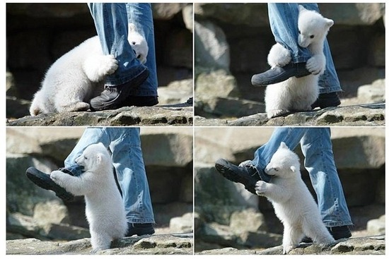 회색곰 먹는 사람